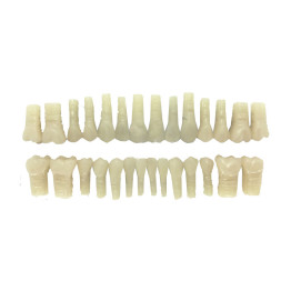 DENTES DE ACRÍLICO (RESINA) C/28 (COR 66)