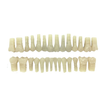 DENTES DE ACRÍLICO (RESINA) C/28 (COR 66)
