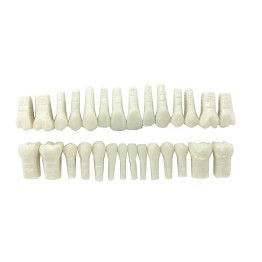 DENTES DE ACRÍLICO (RESINA) C/28 (COR 60)
