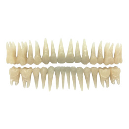 DENTES DE ACRÍLICO RAIZ NATURAL C/28 ( COR 66)