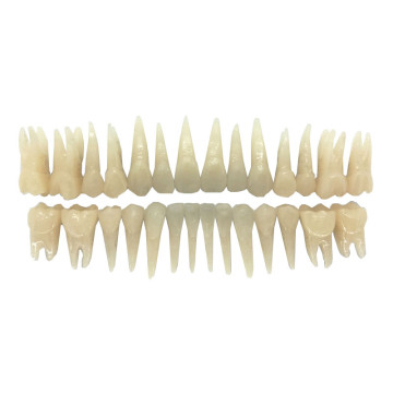 DENTES DE ACRÍLICO RAIZ NATURAL C/28 ( COR 66)