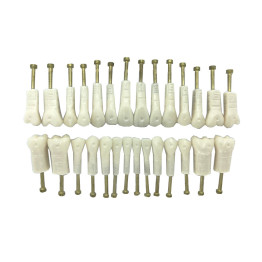 DENTES DE ACRÍLICO C/ PINO NA RAIZ (COR 60) 