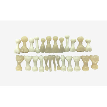 DENTES MISTO ACRÍLICO C/BOLINHA NA RAIZ (COR 66)