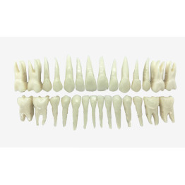DENTES DE ACRÍLICO C/ RAIZ NATURAL (COR 60) C/28