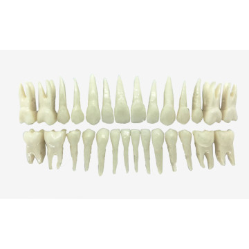 DENTES DE ACRÍLICO C/ RAIZ NATURAL (COR 60) C/28
