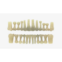 DENTES MISTO ACRILICO DECÍDUOS E PERMANENTES (COR 66) C/24