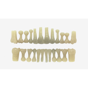 DENTES MISTO ACRILICO DECÍDUOS E PERMANENTES (COR 66) C/24