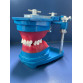 TYPODONT MONTADO METAL COM DENTE DE METAL