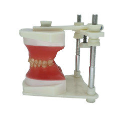 TYPODONT MONTADO PLASTICO COM DENTE DE ACRILICO