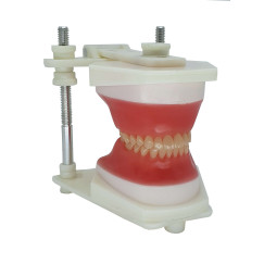 TYPODONT MONTADO PLASTICO COM DENTE DE ACRILICO